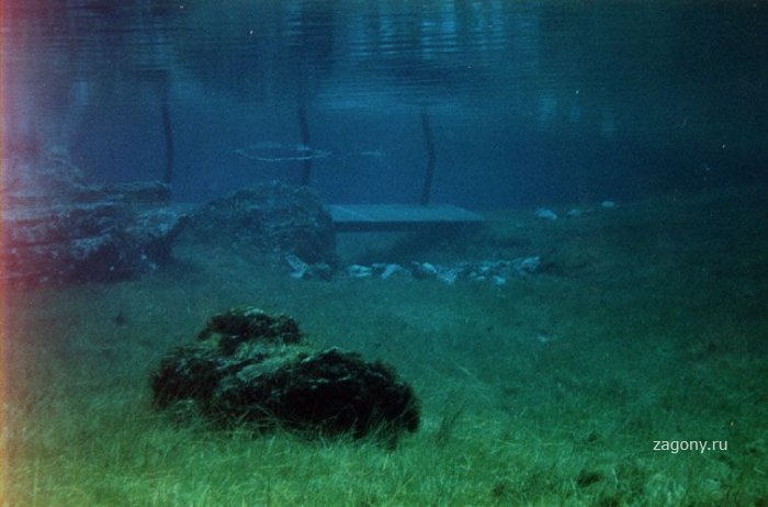 Подводный луг (26 фото)