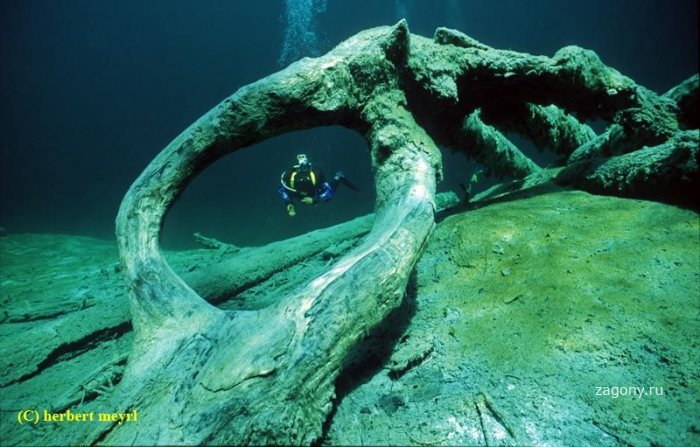 Подводный луг (26 фото)