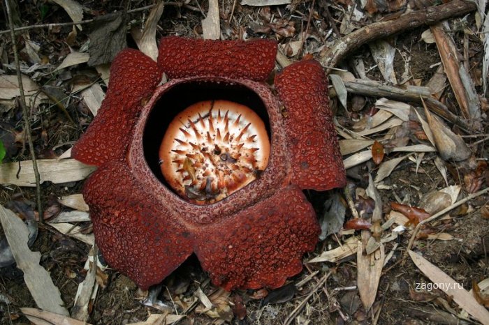 Чудо-цветок Раффлезия (12 фото)