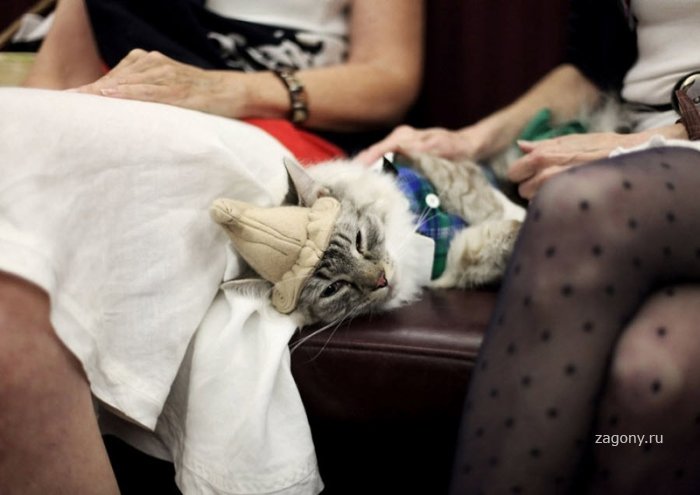 Выставка кошек Algonquin Cat Fashion Show 2010 (11 фото)