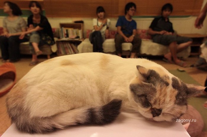 Японское кафе для кошек (20 фото)