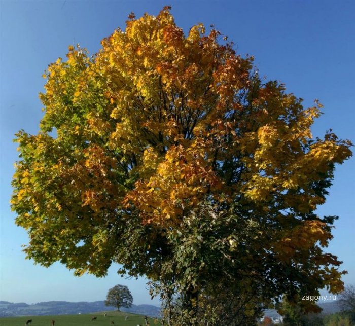 Осеннее великолепие (15 фото)