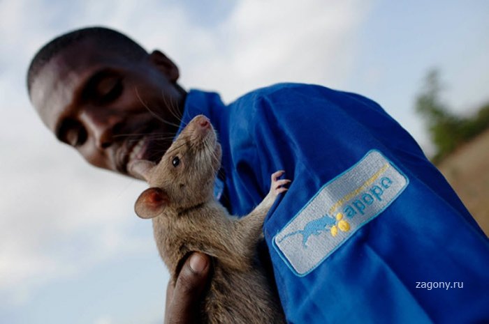 Подготовка крыс-саперов в Танзании и Мозамбике (14 фото)