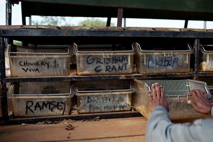 Подготовка крыс-саперов в Танзании и Мозамбике (14 фото)