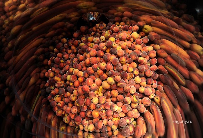 Изготовление персикового бренди (16 фото)