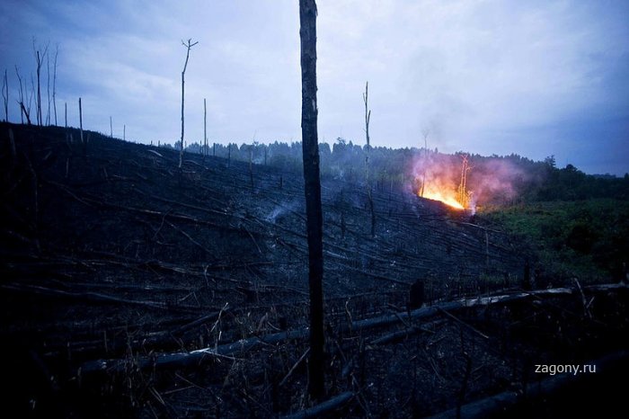Уничтожение лесов на Суматре (12 фото)