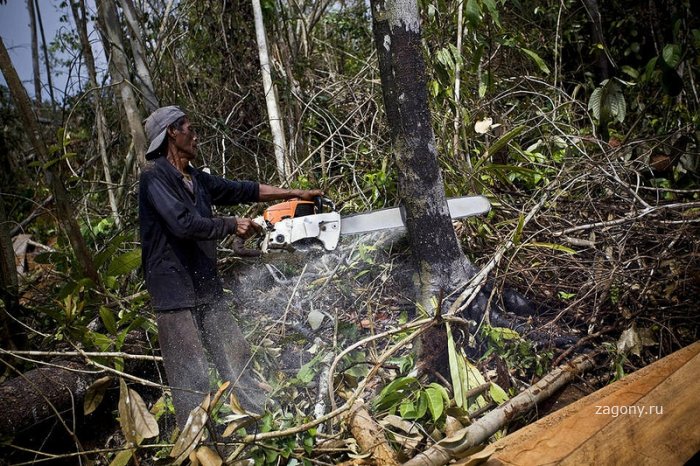 Уничтожение лесов на Суматре (12 фото)