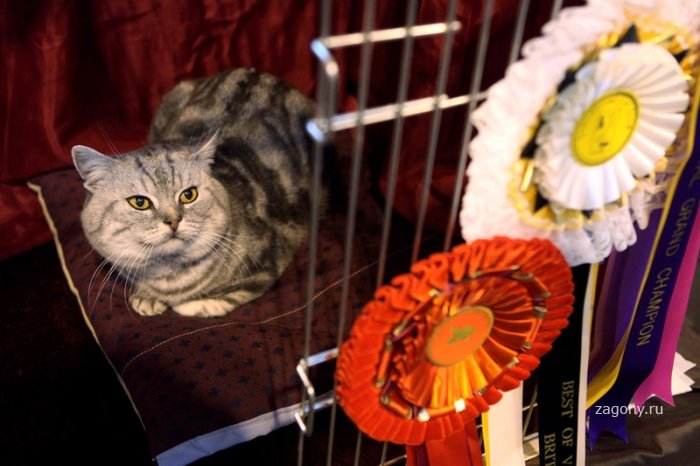Выставка кошек в Англии (31 фото)