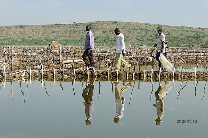 Добыча соли в Уганде (16 фото)