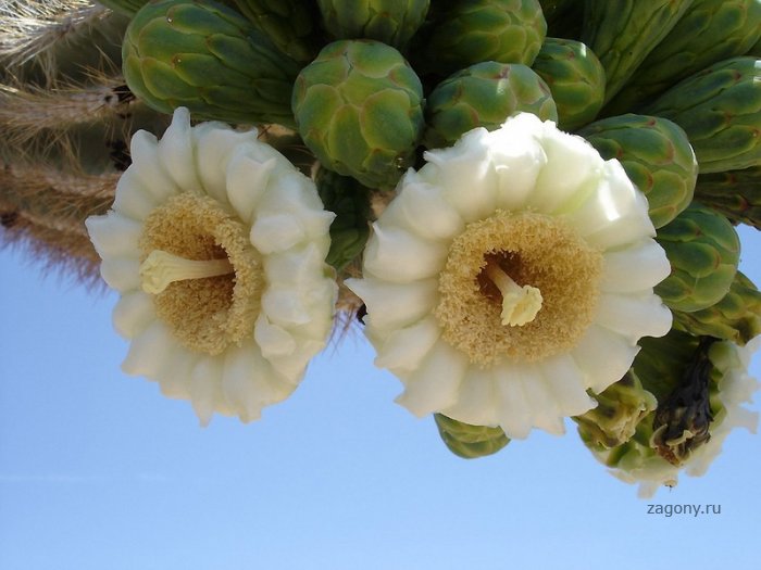 Гигантские кактусы Сагуаро (29 фото)