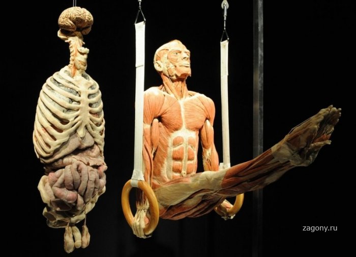 Выставка «Миры тела» (17 фото)