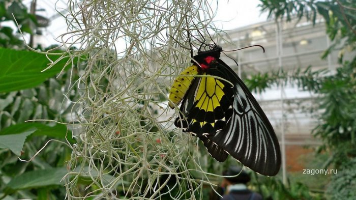 Выставка бабочек в саду Уизли (18 фото)