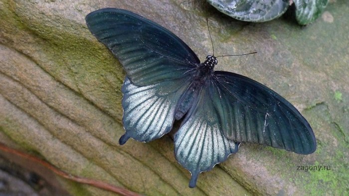 Выставка бабочек в саду Уизли (18 фото)