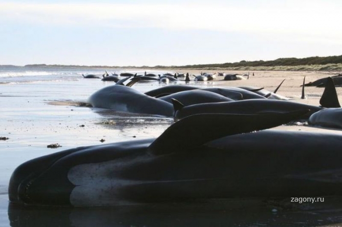 Массовая выброска дельфинов и китов (7 фото)