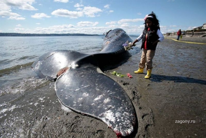 Массовая выброска дельфинов и китов (7 фото)