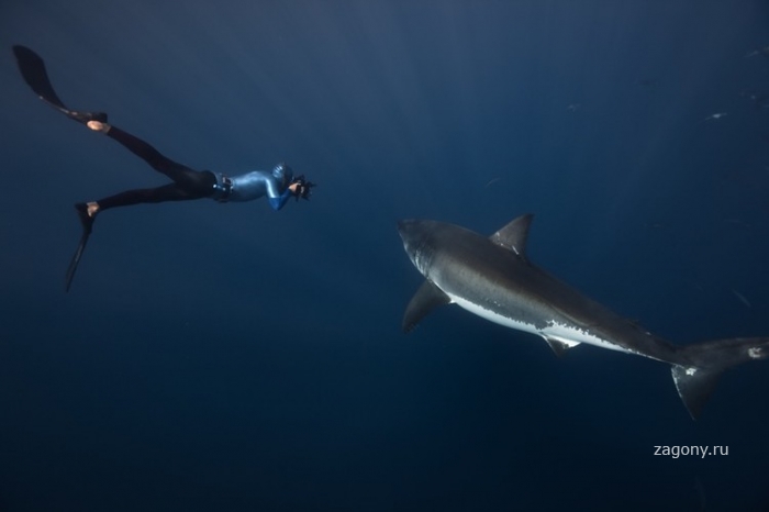 Дружелюбные акулы (9 фото)