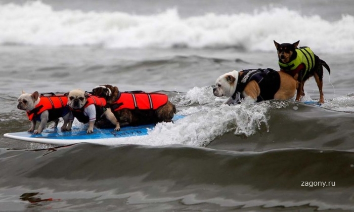Соревнование по собачьему серфингу (16 фото)