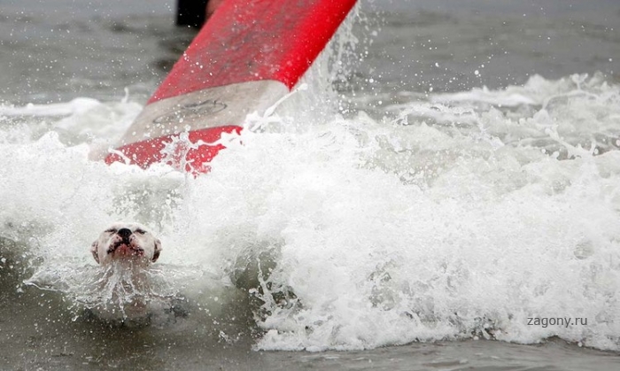 Соревнование по собачьему серфингу (16 фото)
