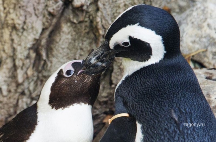 Пингвины - геи (8 фото)
