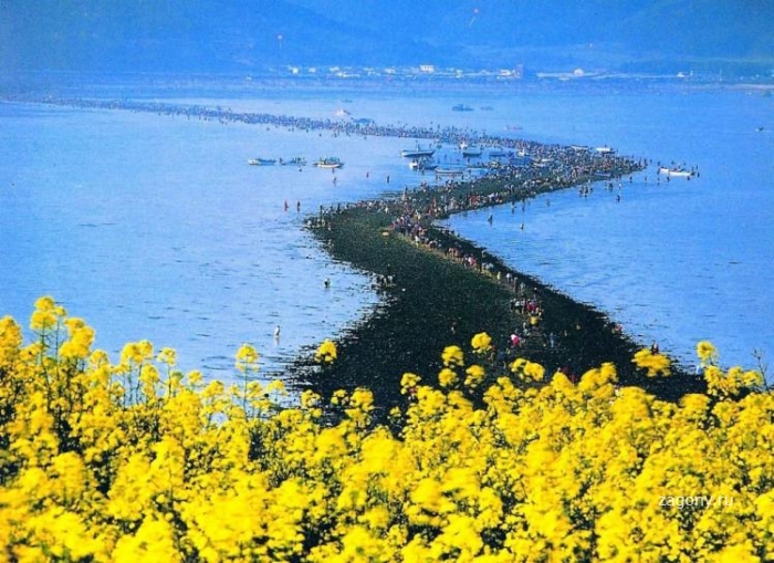 Отлив на архипелаге Чиньдо (8 фото)