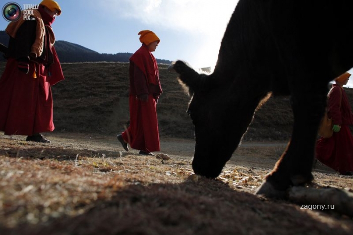Тибетские буддистские монахини (22 фото)