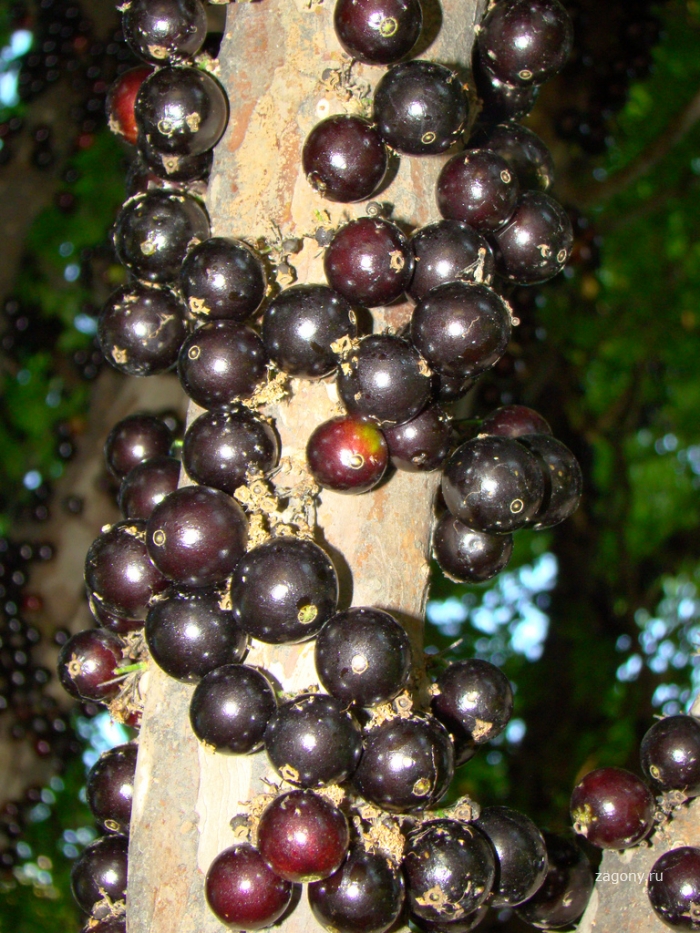 Джаботикаба – удивительное дерево (10 фото)