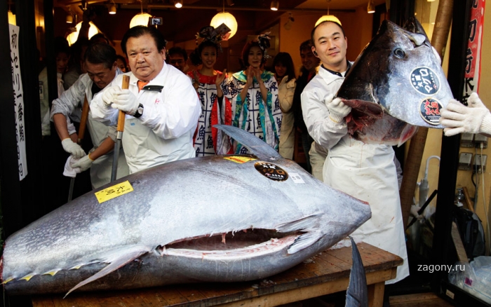 Рыбный рынок в Японии (9 фото)