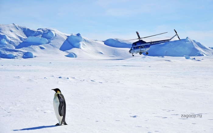 Пингвины Антарктики (18 фото)