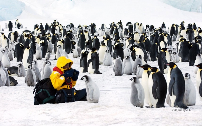 Пингвины Антарктики (18 фото)