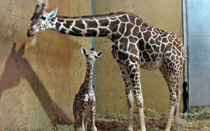 Новорожденный жираф (9 фото)