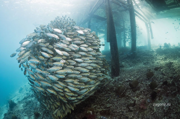 Подводный мир Стива Блума (24 фото)
