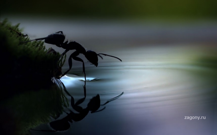 Макрофотографии улиток и насекомых под дождем (12 фото)