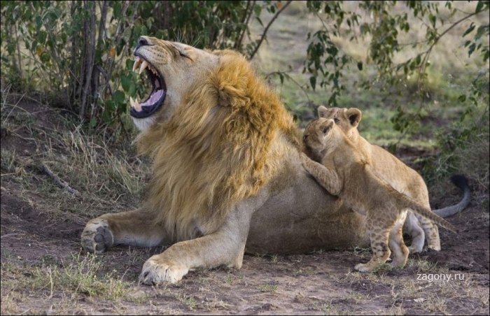 Первая встреча львенка с отцом (5 фото)