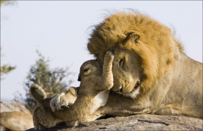 Первая встреча львенка с отцом (5 фото)