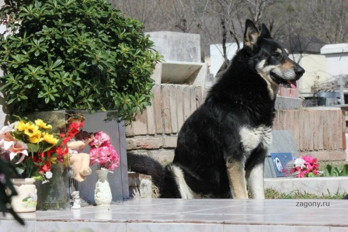 Верный пес живет у могилы хозяина уже 6 лет (11 фото)