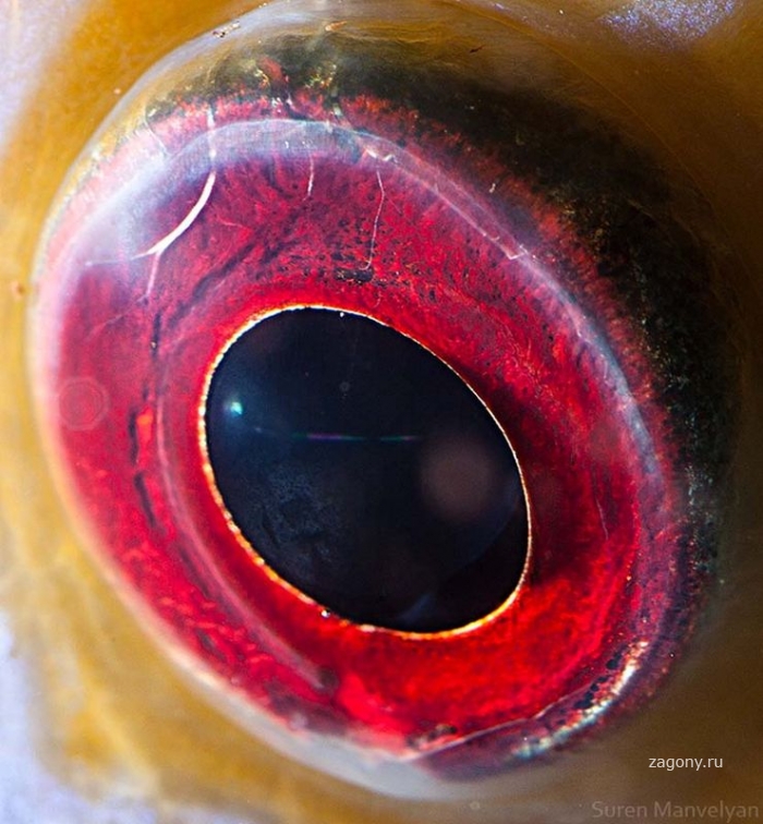 Такие удивительные глаза животных (25 фото)