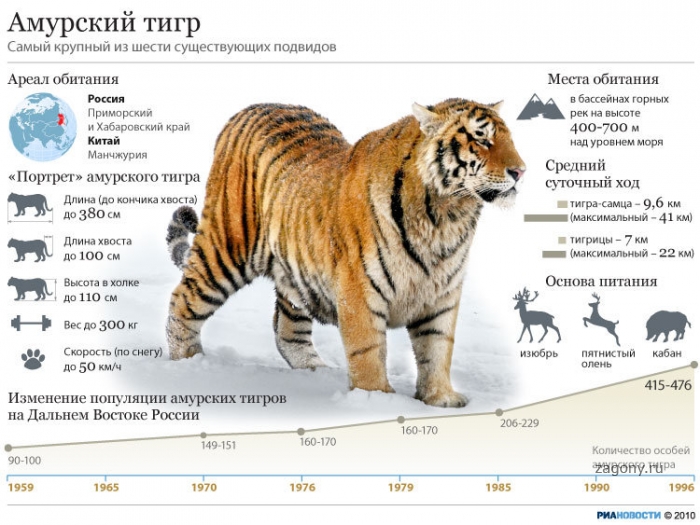 Владивосток тигрового окраса (8 фото)