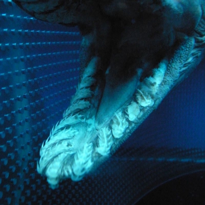 Живое ископаемое - Плащеносная акула (16 фото)