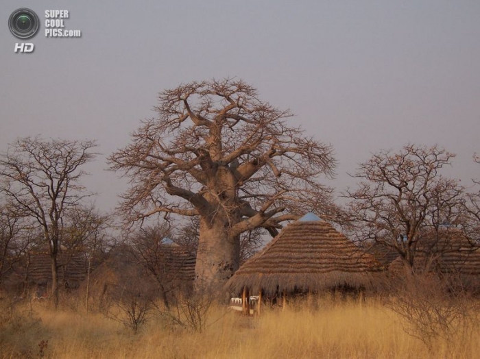 Универсальное африканское дерево баобаб (14 фото)