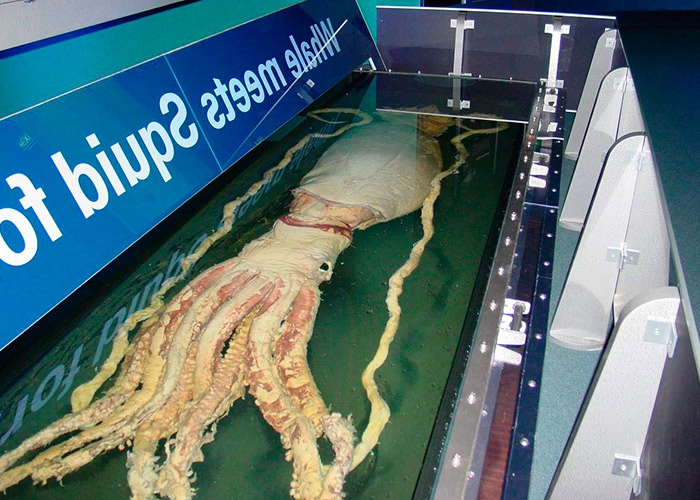 Фото по запросу Мифический гигантский кальмар