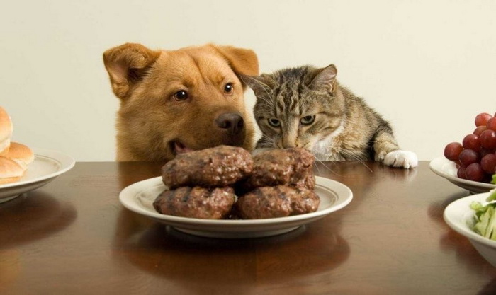 Коты и собаки едят вместе (20 фото)