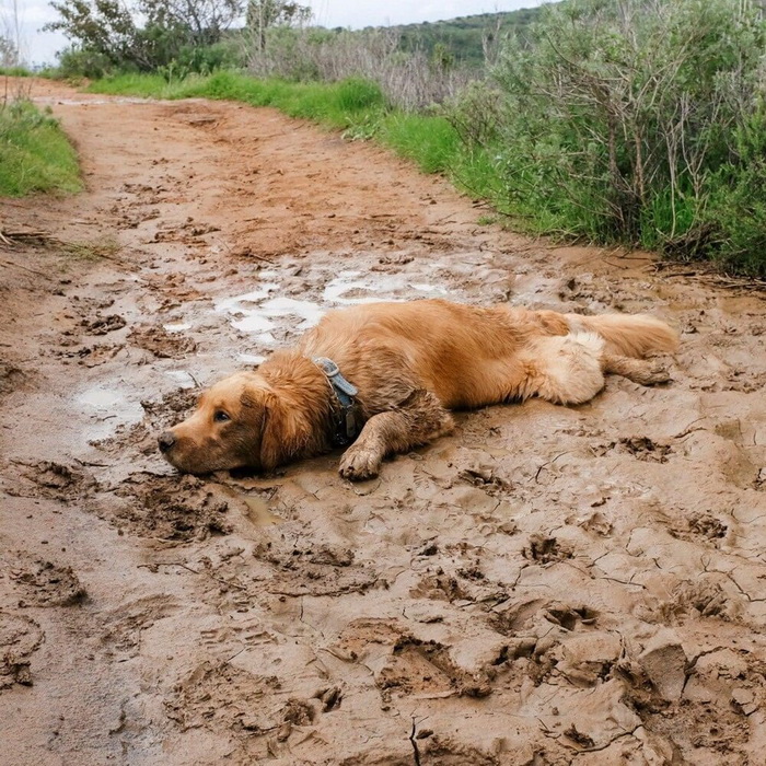 Собаки-в грязи валяки