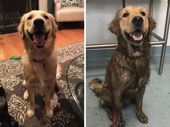 Собаки-в грязи валяки