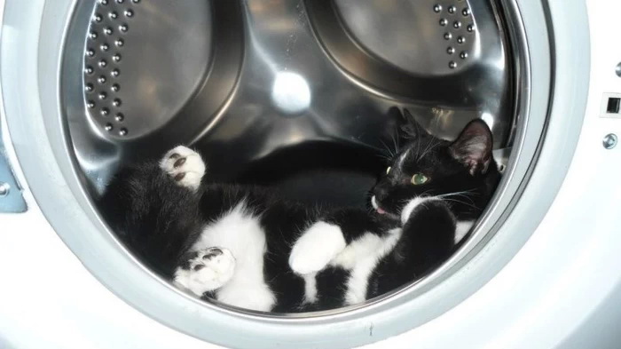 Коты и стиральные машины
