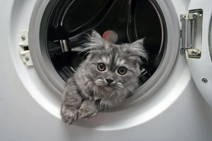 Коты и стиральные машины