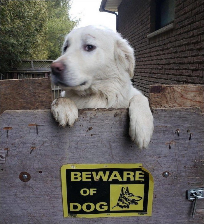 Осторожно, злая собака! (16 фото)